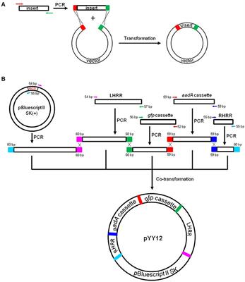 In vivo Assembly in Escherichia coli of Transformation Vectors for Plastid Genome Engineering